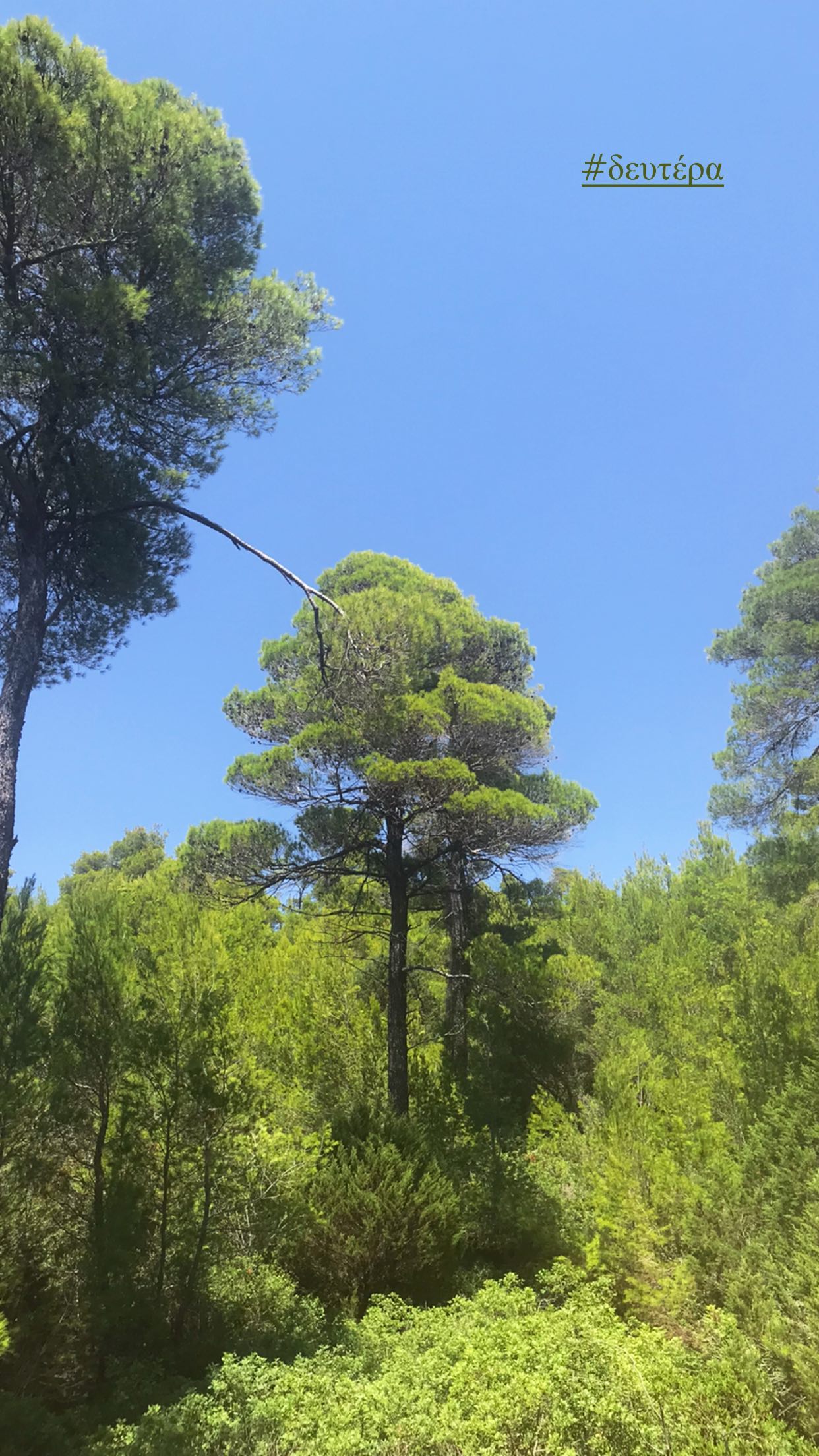 Zέτα Μακρυπούλια